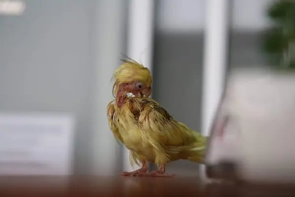 Öz-Vet Kuş Veteriner Kliniği Hizmette 33.Yıl - Resim 12