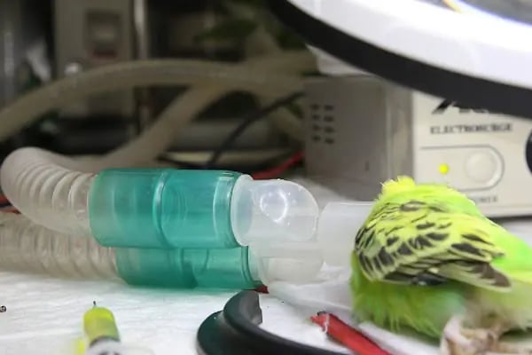 Öz-Vet Kuş Veteriner Kliniği Hizmette 33.Yıl - Resim 16
