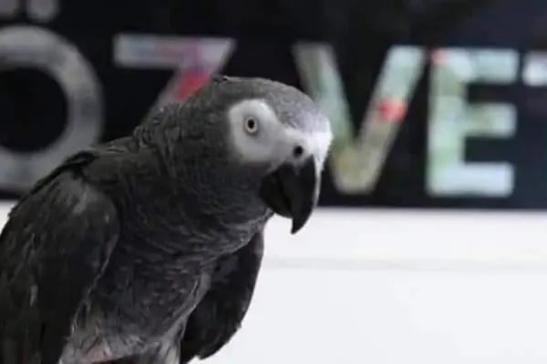 Öz-Vet Kuş Veteriner Kliniği Hizmette 33.Yıl - Resim 1