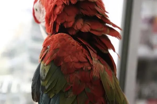 Öz-Vet Kuş Veteriner Kliniği Hizmette 33.Yıl - Resim 8