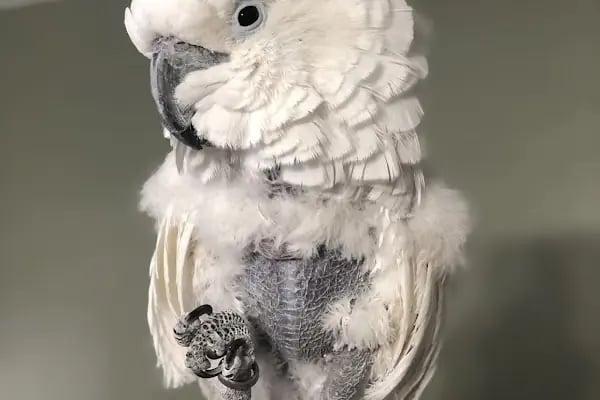Öz-Vet Kuş Veteriner Kliniği Hizmette 33.Yıl - Resim 4