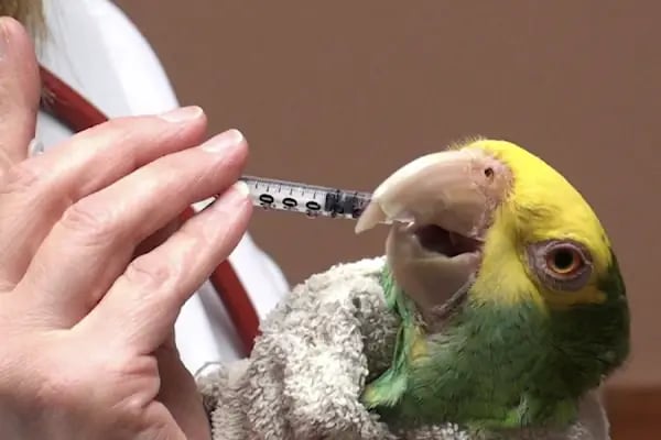 Öz-Vet Kuş Veteriner Kliniği Hizmette 33.Yıl - Resim 2