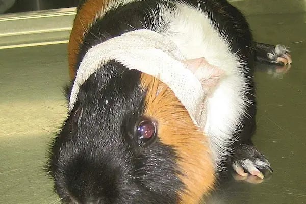 Öz-Vet Kuş Veteriner Kliniği Hizmette 33.Yıl - Resim 14