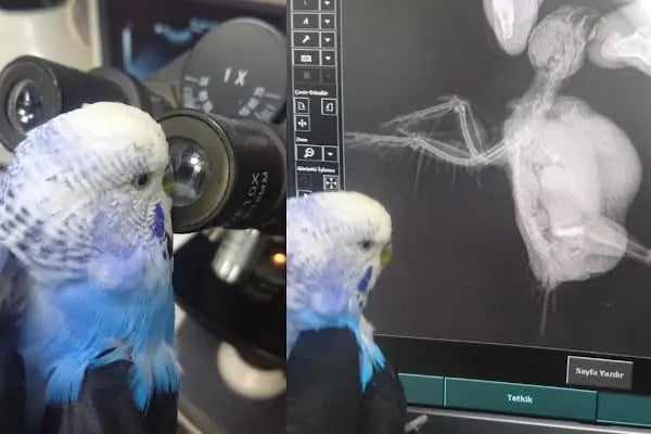 Öz-Vet Kuş Veteriner Kliniği Hizmette 33.Yıl - Resim 13