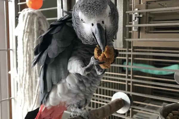 Öz-Vet Kuş Veteriner Kliniği Hizmette 33.Yıl - Resim 3