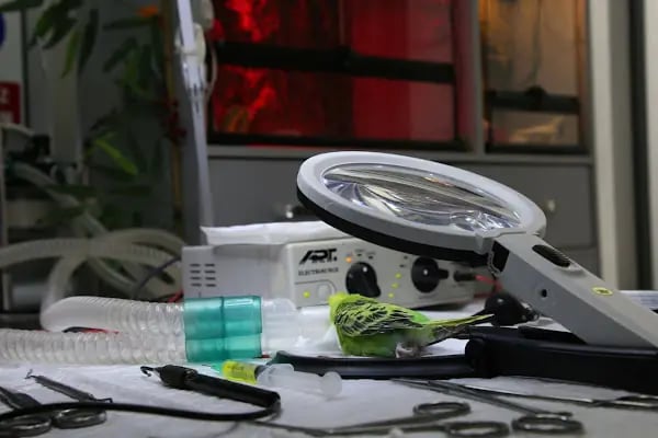 Öz-Vet Kuş Veteriner Kliniği Hizmette 33.Yıl - Resim 20