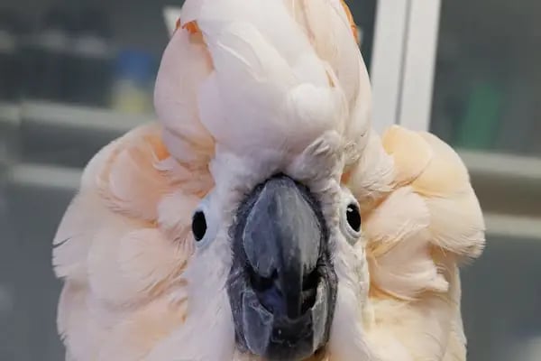Öz-Vet Kuş Veteriner Kliniği Hizmette 33.Yıl - Resim 9