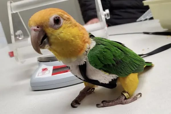 Öz-Vet Kuş Veteriner Kliniği Hizmette 33.Yıl - Resim 6