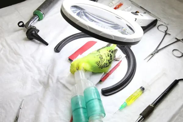 Öz-Vet Kuş Veteriner Kliniği Hizmette 33.Yıl - Resim 15