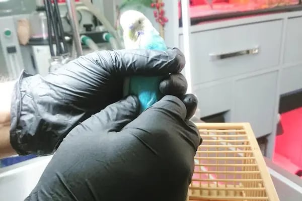 Öz-Vet Kuş Veteriner Kliniği Hizmette 33.Yıl - Resim 17