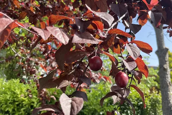 Dream Farm Pansiyon - Resim 8