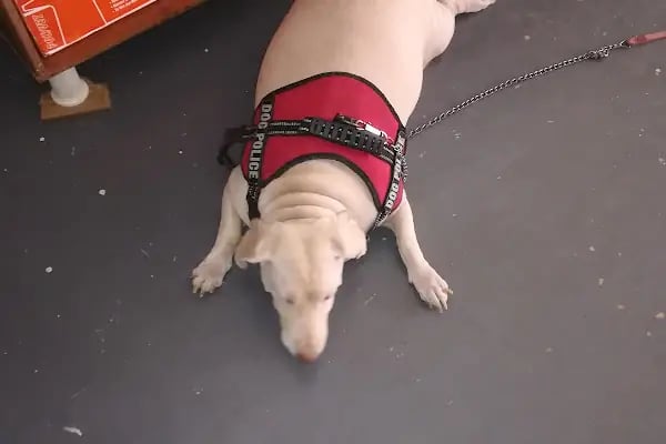 Güven Veteriner Kliniği - Resim 3