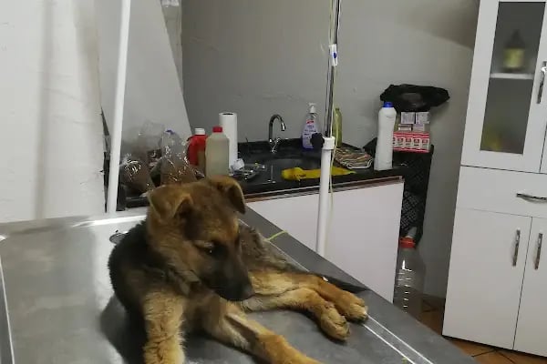 Güven Veteriner Kliniği - Resim 8