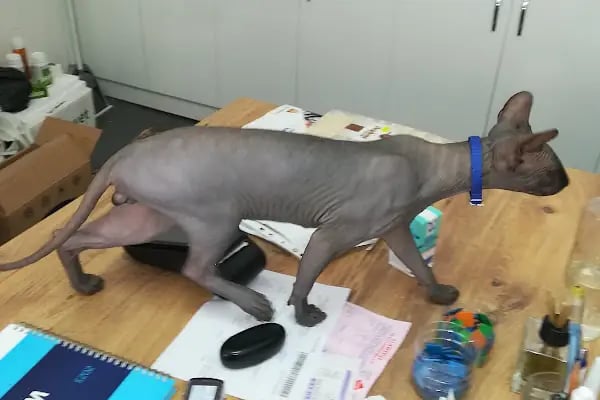 Güven Veteriner Kliniği - Resim 18