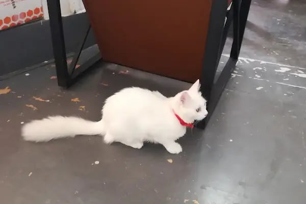Güven Veteriner Kliniği - Resim 5