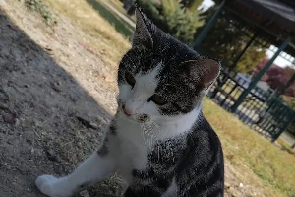 Ankara Parkı - Resim 15