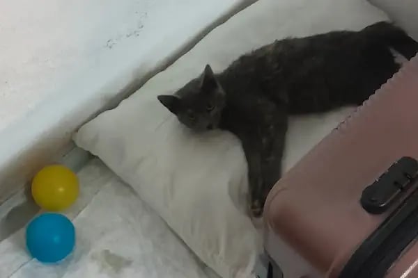 Vetinternal Veteriner Polikliniği - Resim 15