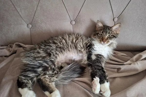 Vetinternal Veteriner Polikliniği - Resim 2
