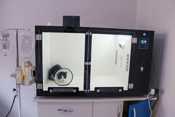Vetinternal Veteriner Polikliniği - Resim 12