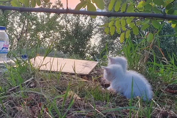 Sapanca Belediyesi Bisiklet ve Yürüyüş Yolu - Resim 13