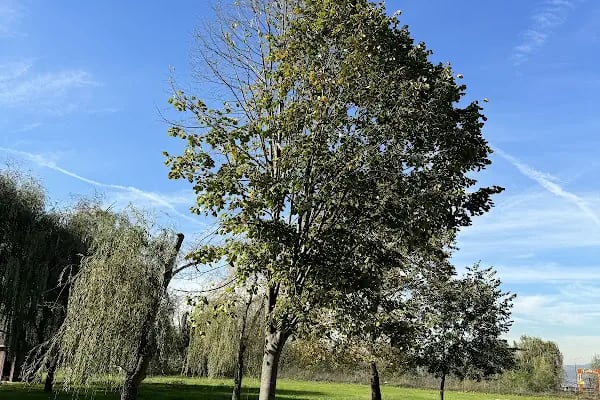 Sapanca Belediyesi Bisiklet ve Yürüyüş Yolu - Resim 9
