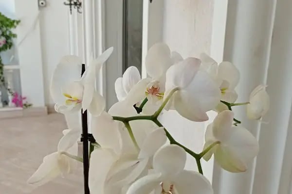 Çiçekçi Sezai - Resim 9