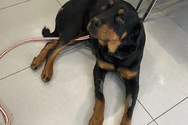 Home Veteriner Kliniği - Resim 4
