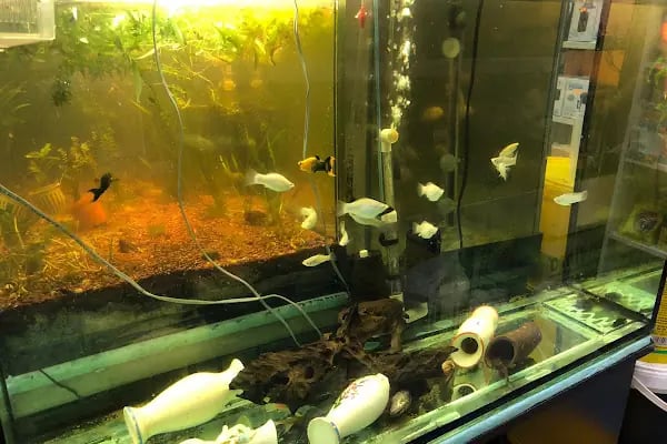 Flipper Pet Shop - Resim 6
