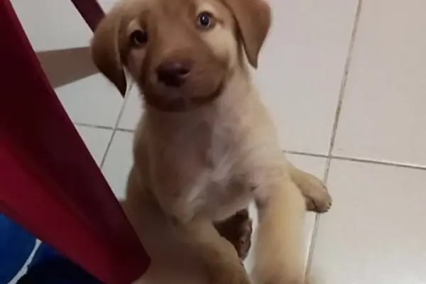 TOLGA VETERİNER KLİNİĞİ - Resim 17