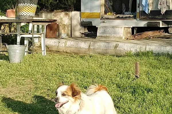 TOLGA VETERİNER KLİNİĞİ - Resim 13