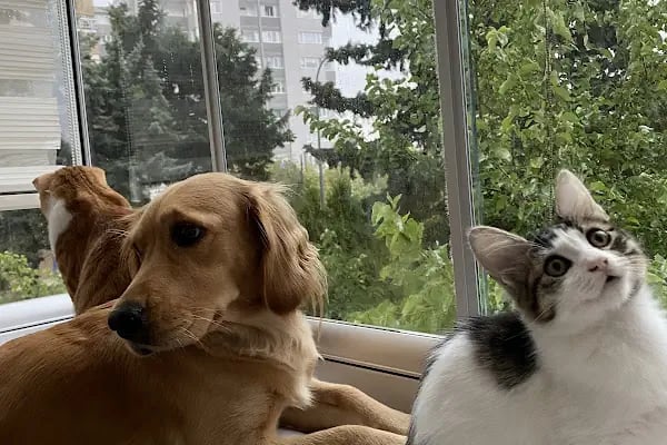 19 Mayıs Veteriner Kliniği - Resim 3