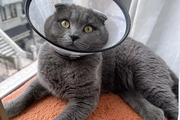 19 Mayıs Veteriner Kliniği - Resim 7
