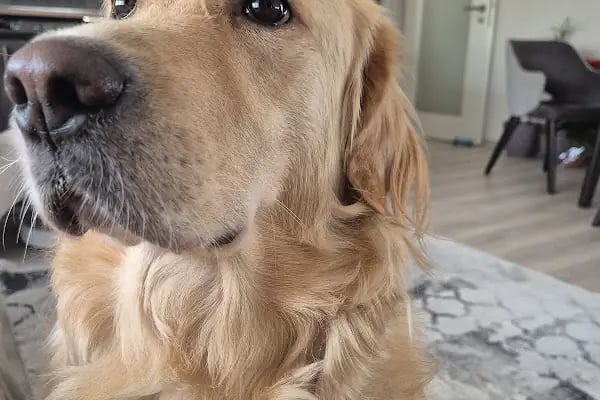 19 Mayıs Veteriner Kliniği - Resim 5