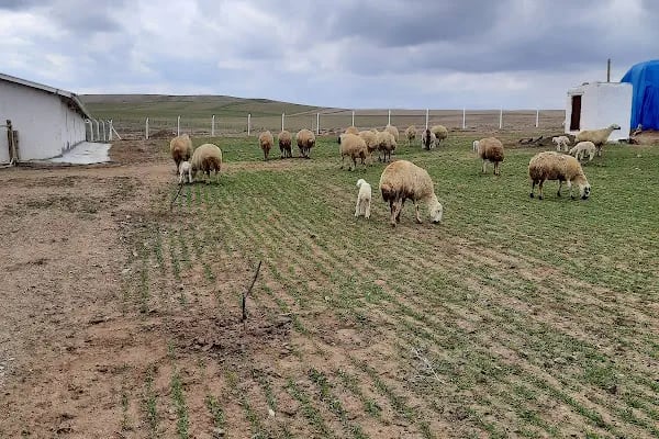 Bektaşlı Köyü Muhtarlığı - Resim 1