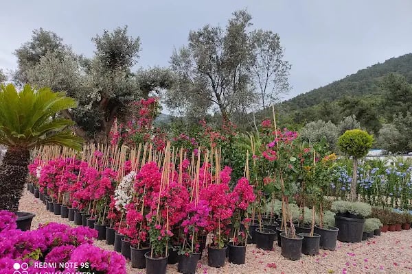 Premium life garden peyzaj ve çiçekçilik - Resim 2