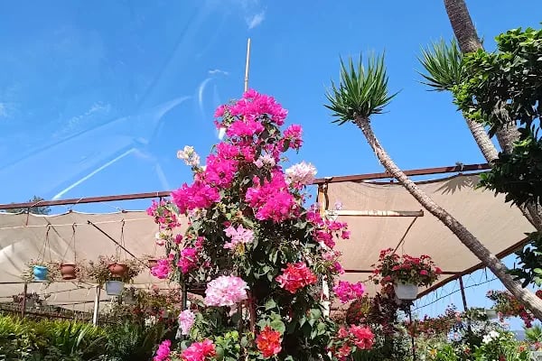Premium life garden peyzaj ve çiçekçilik - Resim 9