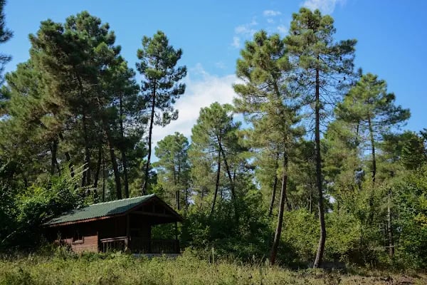 Sarıgazel Tabiat Parkı - Resim 7
