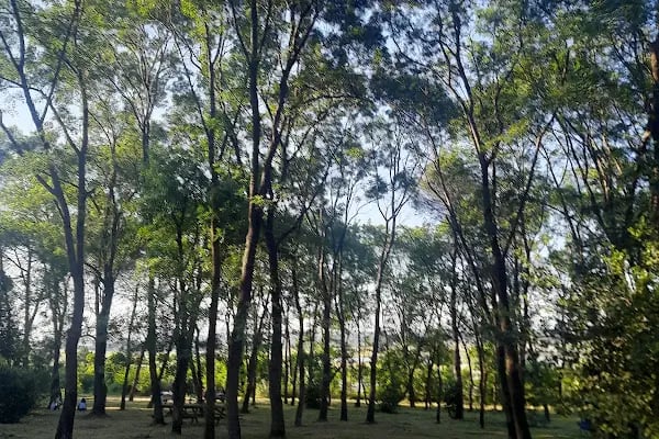 Sarıgazel Tabiat Parkı - Resim 6