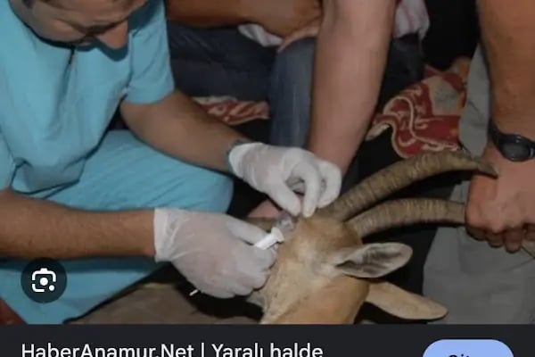 Tuğrul Veteriner Kliniği - Resim 1