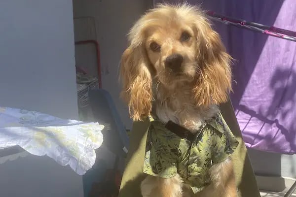 Ataşehir Atapark Veteriner Kliniği - Resim 5