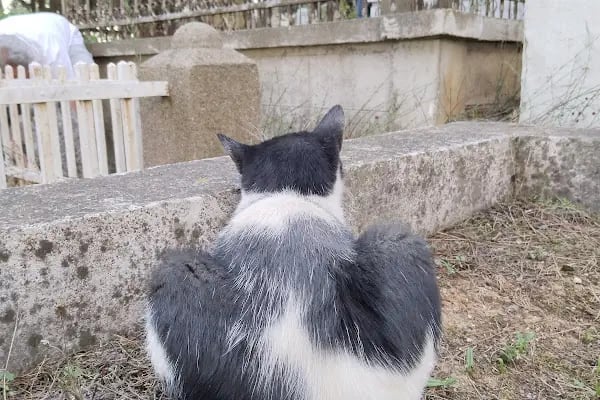 Büyükada Müsluman Mezarlığı - Resim 4