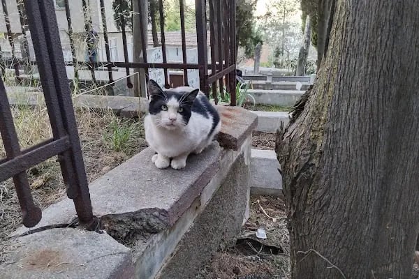 Büyükada Müsluman Mezarlığı - Resim 2