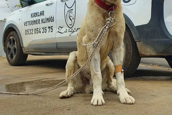 Zaragoza Kırklar VETERİNER KLİNİĞİ - Resim 18