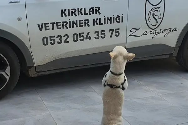 Zaragoza Kırklar VETERİNER KLİNİĞİ - Resim 6
