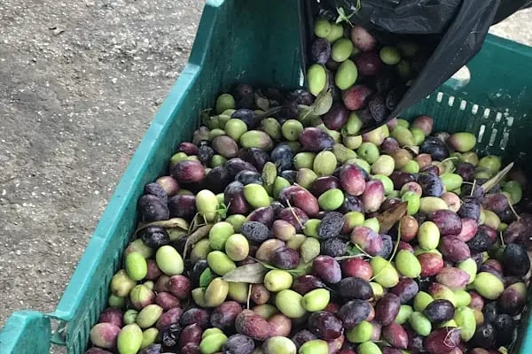 İslamhaneleri Zeytin Sıkma Fabrikası - Resim 6