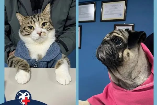 Vet Good Veteriner Kliniği - Resim 7