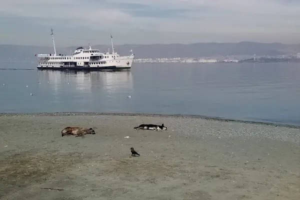 Değirmendere Vapur İskelesi - Resim 8