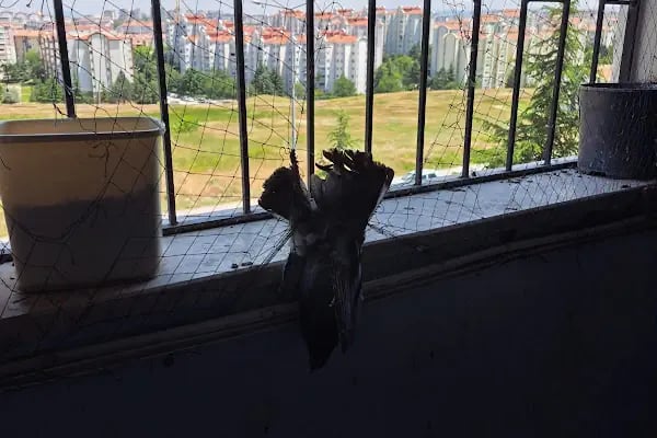 ÇARDAK TEAM KONSOLOSLUĞU - Resim 6