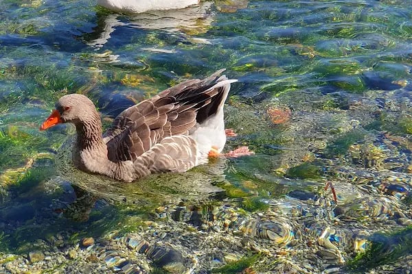 Azmak Nehri Restorantları - Resim 11
