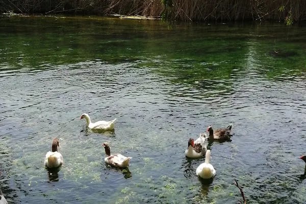 Azmak Nehri Restorantları - Resim 12